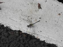 Blue Ground Skimmer (Diplacodes trivialis) (female)
