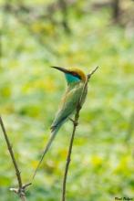 Green Bee-eater