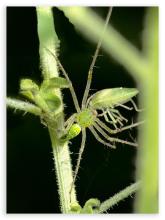 Green lynx with prey