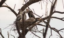 Darter Chicks