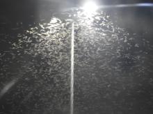 Termites nuptial flight emergence (Order Isoptera) 