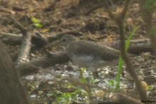 Green Sandpiper