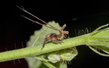 Insect Larva