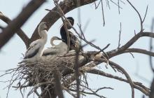 Darter Chicks