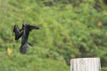 Indian Cormorant