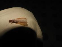 Termites nuptial flight emergence (Order Isoptera) 