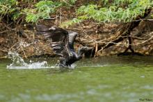 Indian Cormorant