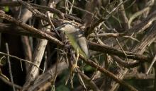 Night Heron
