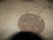 Termites (Order Isoptera) (nuptial flight emergence)