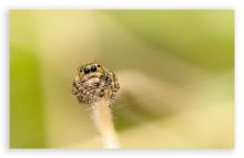 Jumping spider
