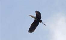 Purple Heron
