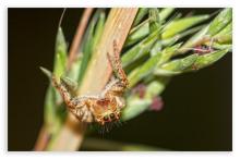 Jumping spider