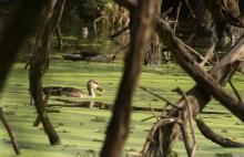 Spot billed duck