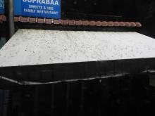 Termites nuptial flight emergence (Order Isoptera)