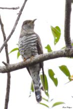 Indian Cuckoo