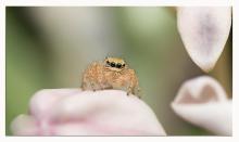 Jumping spider