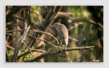 Pond Heron Juv