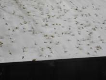 Termites nuptial flight emergence (Order Isoptera)