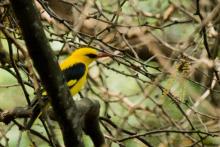 Indian Golden Oriole