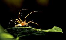 Lynx Spider
