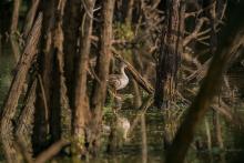 Spot billed duck