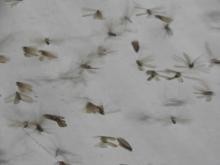 Termites nuptial flight emergence (Order Isoptera) 