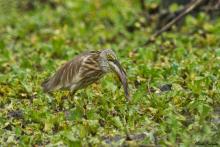 Indian Pond Heron