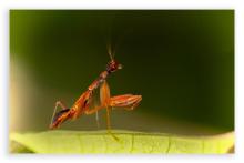 Mantis