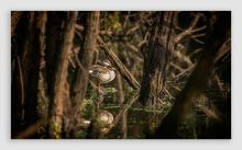 Spot billed duck
