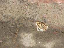 Marbled Balloon Frog (Uperodon systoma)