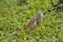 Indian Pond Heron