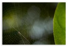 Orb Spider