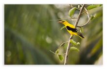 Golden oriole- male