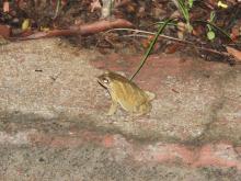 Asian Common Toad (Duttaphrynus melanostictus)