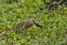 Indian Pond Heron