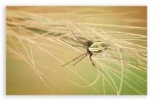 Orbweaver