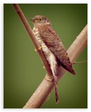 Hawk Cuckoo