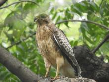 White-eyed Buzzard Eagle (Butastur teesa) (sub-adult)