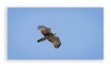 Honey Buzzard
