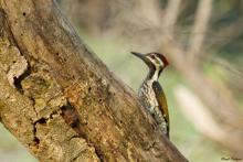 Lesser Flameback