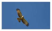 Oriental Honey Buzzard