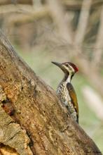 Lesser Flameback