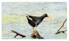 Common Moorhen