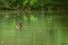 Little Grebe