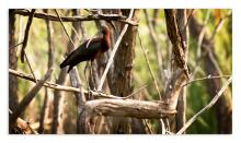 Glossy Ibis