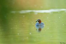 Little Grebe
