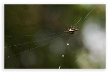 Spiky Crab Orbweaver