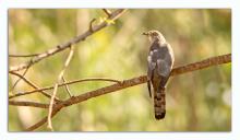 Hawk Cuckoo