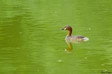 Little Grebe