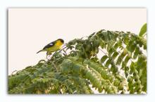Common Iora